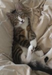 Lost Cat in Carrigaline (male)
