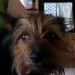 Male, black and brown coloured dog who looks like a mixture between a Yorkshire terrier and a Scottie, Lost on Victoria Road, Cork, near Ballinlough and the city centre