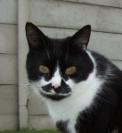 black and white female cat lost in grange manor ovens