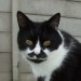 black and white female cat lost in grange manor ovens