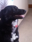 Female Black Lab/collie/German shepherd cross on Mitchelstown road near Annakisha Church