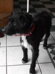 Found female terrier,