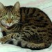 Female Tabby Cat, Short Hair Lost in Ring, Dungarvan