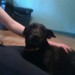 Small black dog found on south douglas road