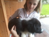 Male collie pup found fota road cobh