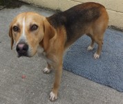 Found in Bantry, near St. Gobans College, male hound, un neutered, black and brown with no collar, tag or Id chip