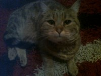 grey tabby lost town hall area michelstown