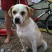 Dog found in Youghal