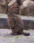 Tabby Female Cat Lost