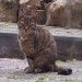 Tabby Female Cat Lost