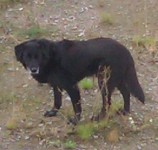 Big Black dog found in thurles area, co Tipperary.