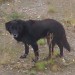 Big Black dog found in thurles area, co Tipperary.