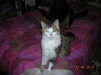 Female cat lost in Lismore