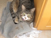 Lost Male Tabby cat in Dungarvan