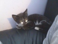 Small female blackish kitten with white markings on face  found in Midleton