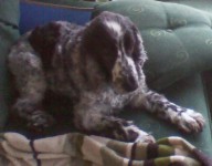 14yr old female blue roan cocker spaniel bitch, believed stolen from Loughanavally, Mullingar, Co. Westmeath