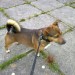 Brown Terrier found in Bandon