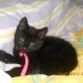 Black Kitten male lost in Carrigaline