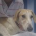 Female sighthound/hortaya/greyhound type found in Douglas