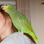 Lost Amazon Parrot
