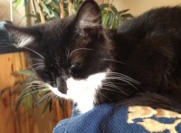Missing Female Black and White Cat lost in Knocknagree