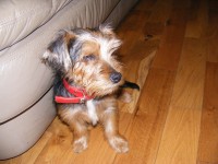 Pup Found – mIxed