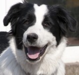 Black and white large collie strayed in Castletreasure/Donnybrook area in Douglas