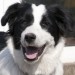 Black and white large collie strayed in Castletreasure/Donnybrook area in Douglas