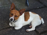 Male Jack Russell found in Crosshaven