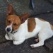 Male Jack Russell found in Crosshaven