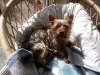 Female Yorkshire terrier found in Wilton, Cork City.