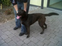 Black Lab x found