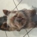 Female yorkshire terrier found on Blackrock Road