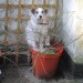 Male White Terrier lost in Courtmacsherry
