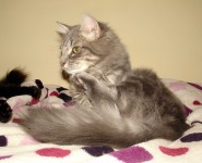 Male, Long-haired grey cat, lost around McCurtain Villas/College rd./Bandon rd. area. Cork city centre.