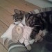 Black and grey tabby lost in Mallow