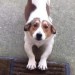 Male Jack Russell Mix last seen Tuesday Morning 23rd