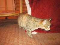 Black and grey tabby found in Mallow