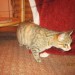 Black and grey tabby found in Mallow