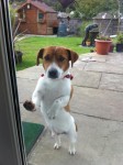 jack russell answers to BEN, male