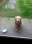 Male Golden Retriever found in Glanmire to Watergrasshill Motorway