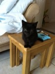 Male tiny black kitten found near Youghal