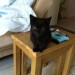 Male tiny black kitten found near Youghal
