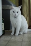 White female cat lost in Cork