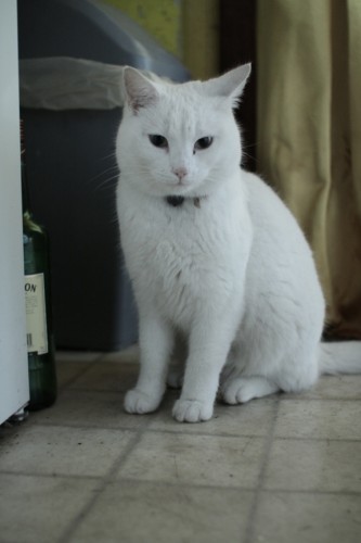 White female hot sale cat