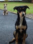 Two dogs found in Ballylongford