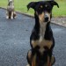 Two dogs found in Ballylongford