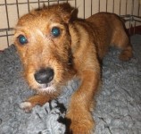 Male Terrier X in Bantry Co.Cork
