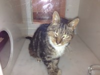 Very Friendly Tabby Cat Found 12-15 years in Cork City