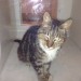 Very Friendly Tabby Cat Found 12-15 years in Cork City